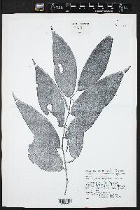 Piper dendrophilum image