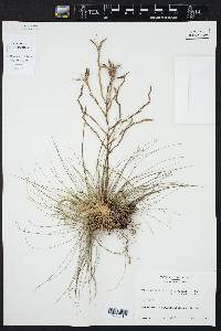 Tillandsia filifolia image