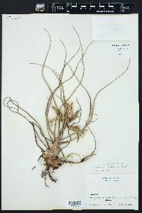 Tillandsia bulbosa image