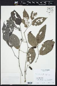 Piper sempervirens image