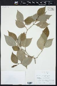 Piper sempervirens image