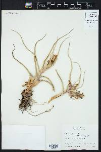 Tillandsia bulbosa image