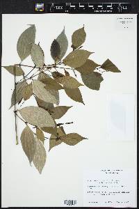 Piper sempervirens image