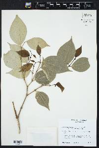 Piper sempervirens image