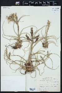 Tillandsia bulbosa image