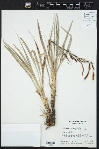 Pitcairnia punicea image