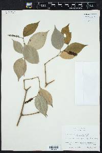 Piper sempervirens image
