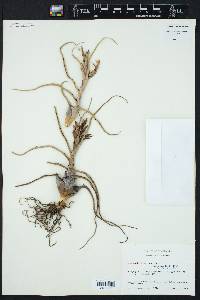 Tillandsia bulbosa image