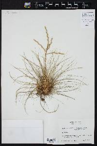 Tillandsia filifolia image