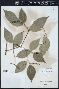 Piper sempervirens image