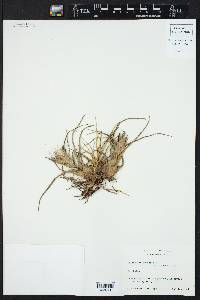 Tillandsia pruinosa image