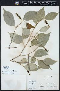 Piper sempervirens image