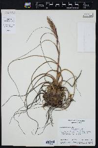 Tillandsia butzii image