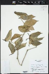 Piper sempervirens image