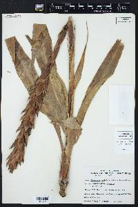 Pitcairnia imbricata image