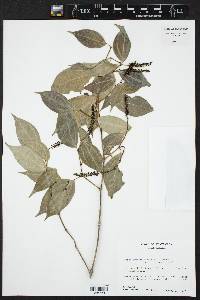 Piper sempervirens image