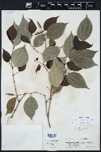 Piper sempervirens image