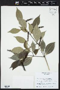 Piper sempervirens image