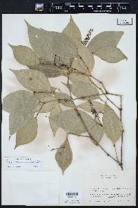 Piper sempervirens image