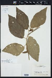 Piper arboreum subsp. arboreum image