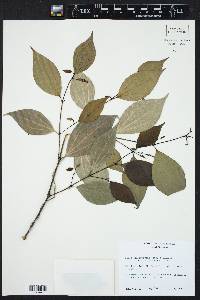 Piper sempervirens image