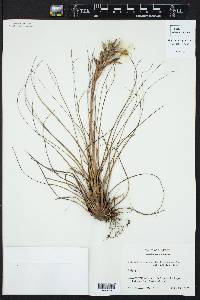 Tillandsia festucoides image