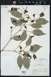 Piper sempervirens image