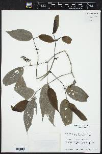Piper sempervirens image