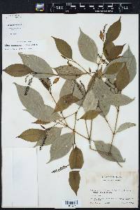 Piper sempervirens image