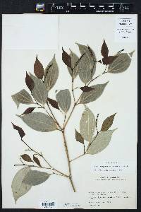 Piper sempervirens image