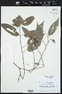 Piper sempervirens image