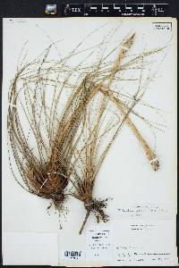 Tillandsia juncea image