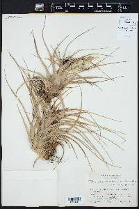 Tillandsia brachycaulos image