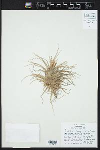 Tillandsia brachycaulos image