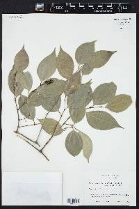 Piper sempervirens image