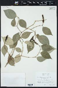 Piper sempervirens image