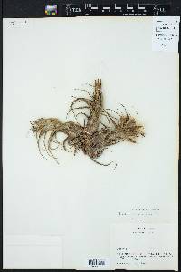 Tillandsia pruinosa image