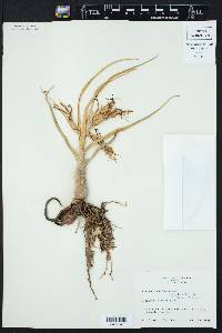 Tillandsia bulbosa image