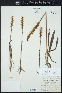 Spiranthes cernua image