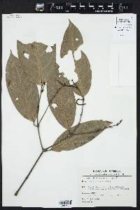 Piper bartlingianum image
