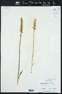 Spiranthes cernua image