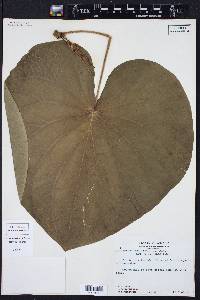 Lepianthes peltata image