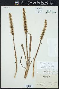 Spiranthes cernua image