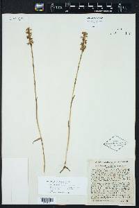 Spiranthes cernua image