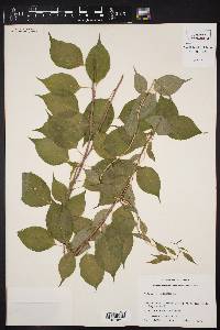 Celastrus scandens image