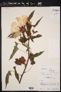 Hibiscus laevis image
