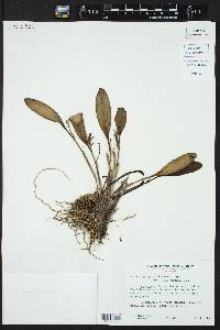 Stelis perpusilliflora image
