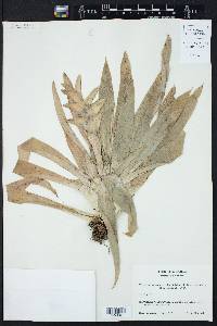 Vriesea heliconioides image