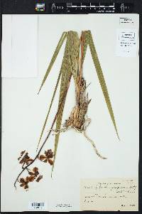 Image of Cyrtopodium brandonianum