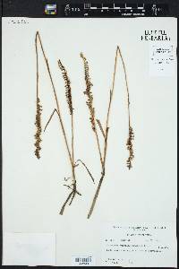 Spiranthes vernalis image